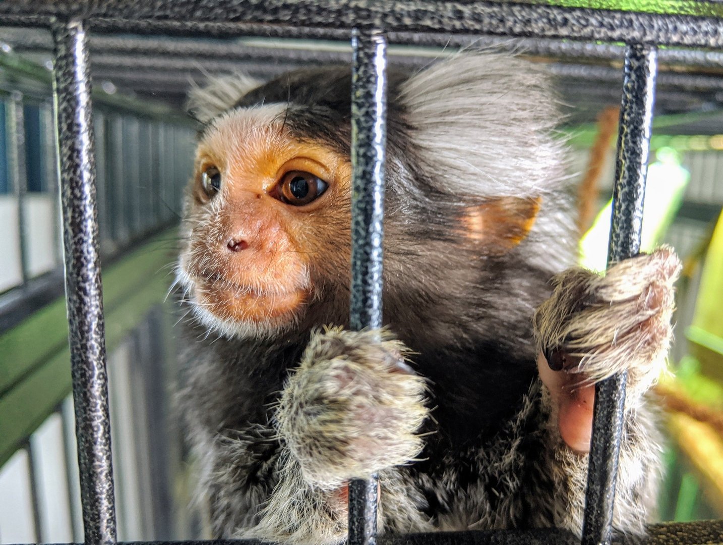 pieluchomajtki penaten szczecin