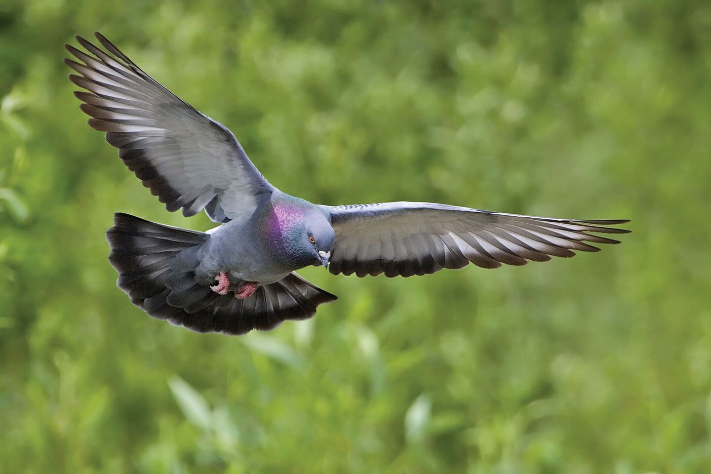 czy w rossmanie są pieluchy do wody